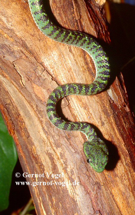 Trimeresurus gumprechti juvenile male